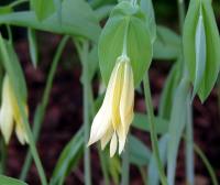 Straw yellow long petalled flowers hanging from fresh green foliage.
